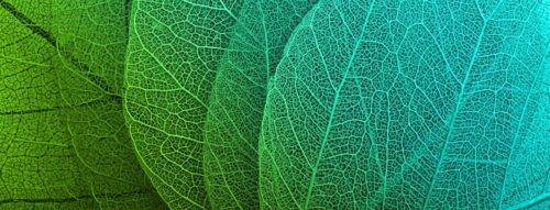 observing leaf mindfulness